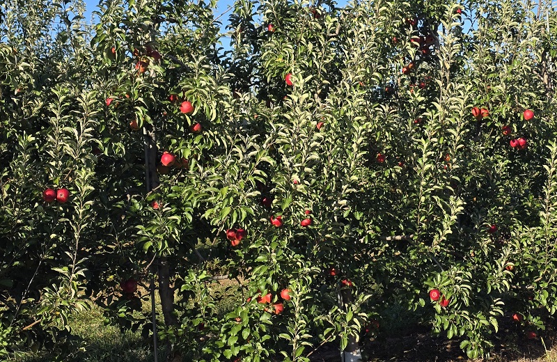 CrimsonCrisp Apples